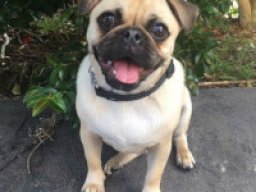 tibetan_pug_1_20220618_1050161563